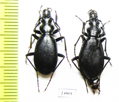 Carabus (Microtribax) lederi lederi, pair  Georgia - INSECTS-STORE.RU