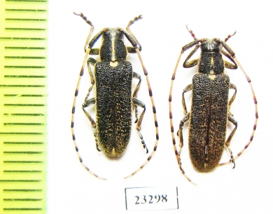 Agapanthia obidovi  Kazakhstan - INSECTS-STORE.RU