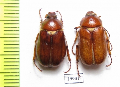 Madotrogus kuhitangicus  Uzbekistan - INSECTS-STORE.RU