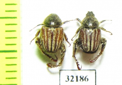 Hopliini sp.  South Africa Rep. - INSECTS-STORE.RU