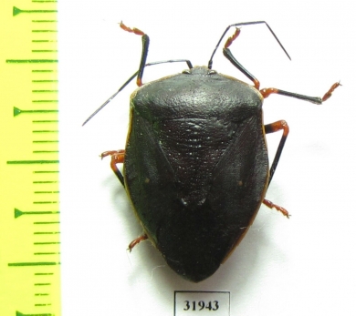 Hemiptera sp.  Peru - INSECTS-STORE.RU