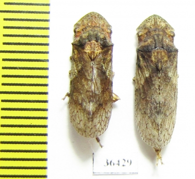 Homoptera sp.  Thailand - INSECTS-STORE.RU