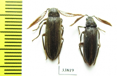 Callirhipidae sp.  Peru - INSECTS-STORE.RU