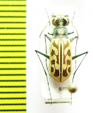 Cicindelinae sp.  Ghana - INSECTS-STORE.RU