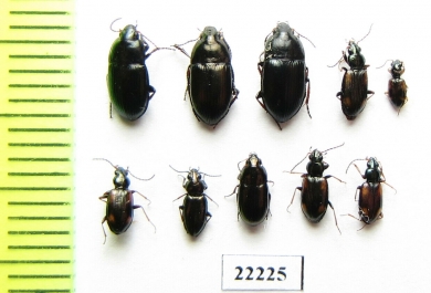 Carabidae sp.  Russia, Tver reg. - INSECTS-STORE.RU