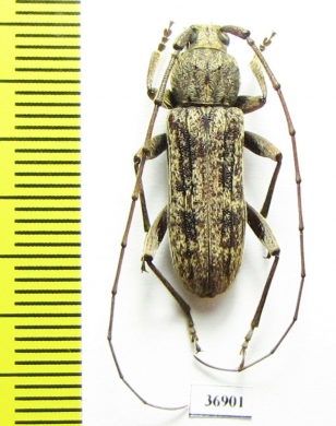Cerambycidae sp.  South Africa Rep. - INSECTS-STORE.RU