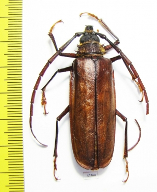 Derobrachus procerus  Honduras - INSECTS-STORE.RU