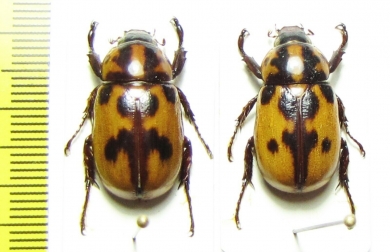 Cyclocephala sp.  Mexico - INSECTS-STORE.RU