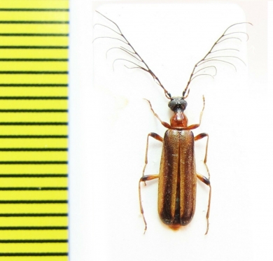Pogonocerus thoracicus, male  Abkhazia - INSECTS-STORE.RU