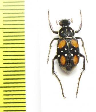 Paratrichius elegantulus  Laos - INSECTS-STORE.RU