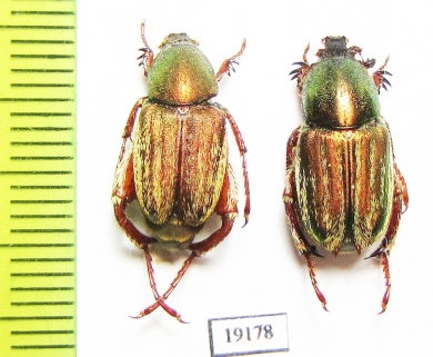 Glaphyrus micans, pair  Armenia - INSECTS-STORE.RU