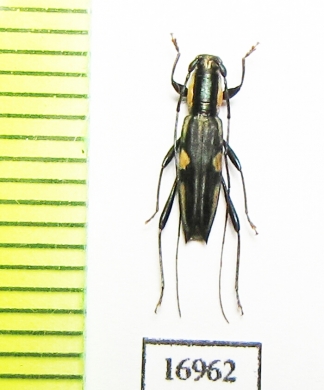 Cerambycidae sp.  New Caledonia - INSECTS-STORE.RU