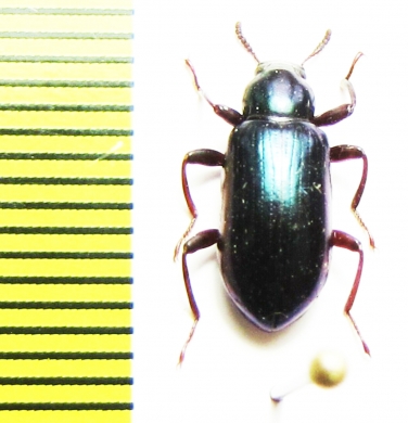 Tenebrionidae sp.  Malaysia - INSECTS-STORE.RU