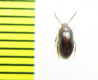 Microsthes zizui  Malaysia - INSECTS-STORE.RU