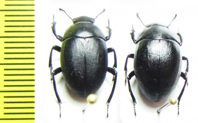 Erodius orientalis oblongus  Turkey - INSECTS-STORE.RU