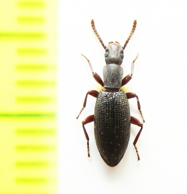 Stenosis dilutipes  Israel - INSECTS-STORE.RU