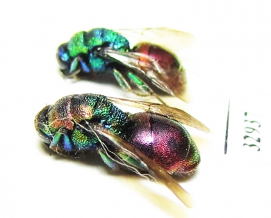 Chrysididae sp.  Russia, Moscow reg. - INSECTS-STORE.RU