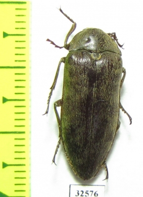 Eulichadidae sp.  China, Guangxi prov. - INSECTS-STORE.RU