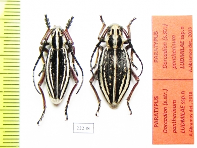 Dorcadion pantherinum ludmilae, pair  Kazakhstan PARATYPUS - INSECTS-STORE.RU