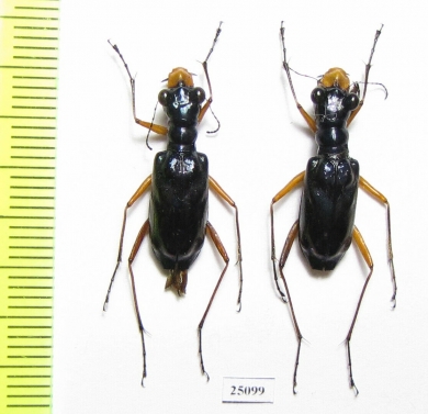 Therates labiatus  Indonesia, Sulawesi - INSECTS-STORE.RU