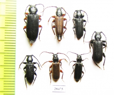 Tetropium castaneum  Russia, Tver reg. - INSECTS-STORE.RU