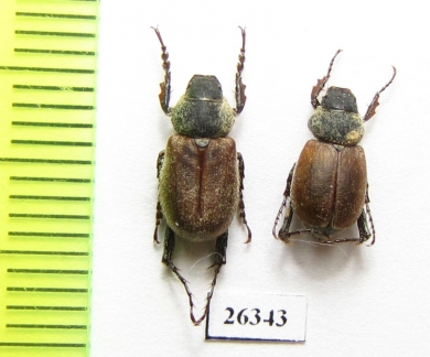 Hemictenius kryzhanovskyi, pair  Tajikistan - INSECTS-STORE.RU