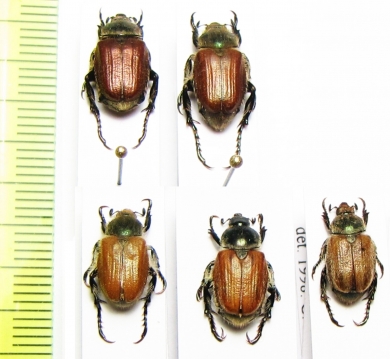 Anisoplia segetum  Turkey/Russia - INSECTS-STORE.RU