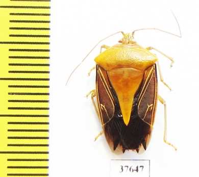 Hemiptera sp.  Peru - INSECTS-STORE.RU