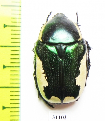 Protaetia trojana ssp.now.  Iran, Fars prov. - INSECTS-STORE.RU