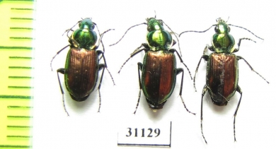 Carabidae sp.  Russia, Tver reg. - INSECTS-STORE.RU