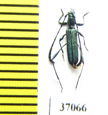 Cerambycidae sp.  South Africa Rep. - INSECTS-STORE.RU