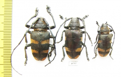 Pycnopsis brachyptera, pair  Zambia - INSECTS-STORE.RU