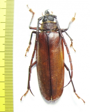 Derobrachus procerus  Honduras - INSECTS-STORE.RU