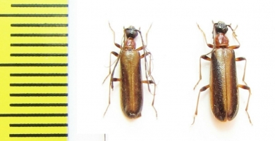 Pogonocerus thoracicus, pair  Abkhazia - INSECTS-STORE.RU