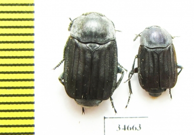 Silphidae sp.  South Africa Rep. - INSECTS-STORE.RU