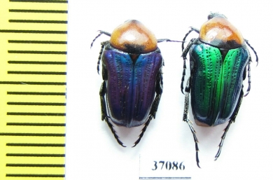 Leucocelis sp.  South Africa Rep. - INSECTS-STORE.RU