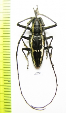 Epepeotes ambigenus  Philippines - INSECTS-STORE.RU