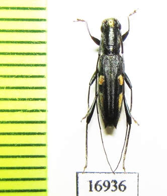 Cerambycidae sp.  New Caledonia - INSECTS-STORE.RU