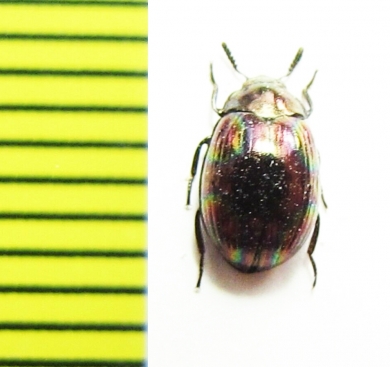 Tenebrionidae sp.  Malaysia - INSECTS-STORE.RU