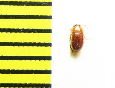 Pentaphyllus biroi  Malaysia - INSECTS-STORE.RU