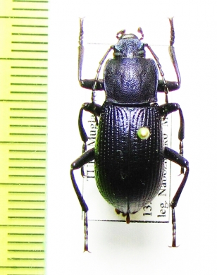 Helops glabriventris  Turkey - INSECTS-STORE.RU