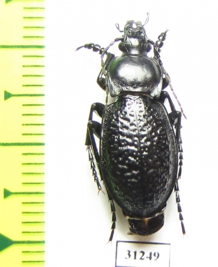 Carabus (Semnocarabus) carbonicolor callosus  Kazakhstan - INSECTS-STORE.RU