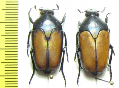 Lomaptera sp.  Indonesia, Papua - INSECTS-STORE.RU