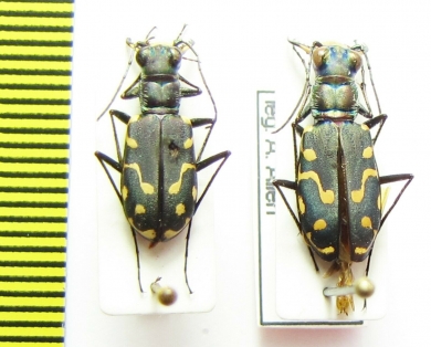Cicindela haemorrhagica, pair  USA - INSECTS-STORE.RU
