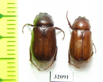 Medeotrogus linnavuorii  Iran, Boyer-Ahmad prov. - INSECTS-STORE.RU