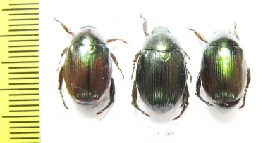 Rutelinae sp.  Ecuador - INSECTS-STORE.RU