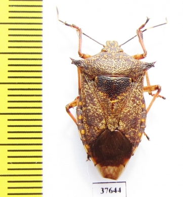 Hemiptera sp.  Peru - INSECTS-STORE.RU