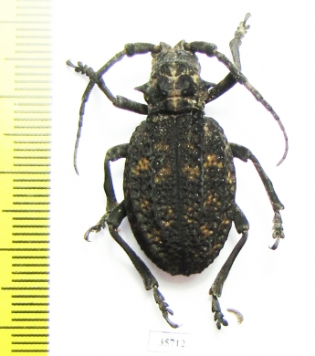 Phantasis sp.  Zambia - INSECTS-STORE.RU