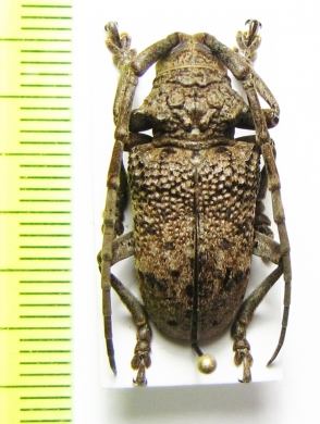 Phryneta spinator  Cote d'Ivoire - INSECTS-STORE.RU