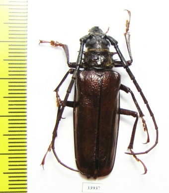 Derobrachus longicornis?  Panama - INSECTS-STORE.RU